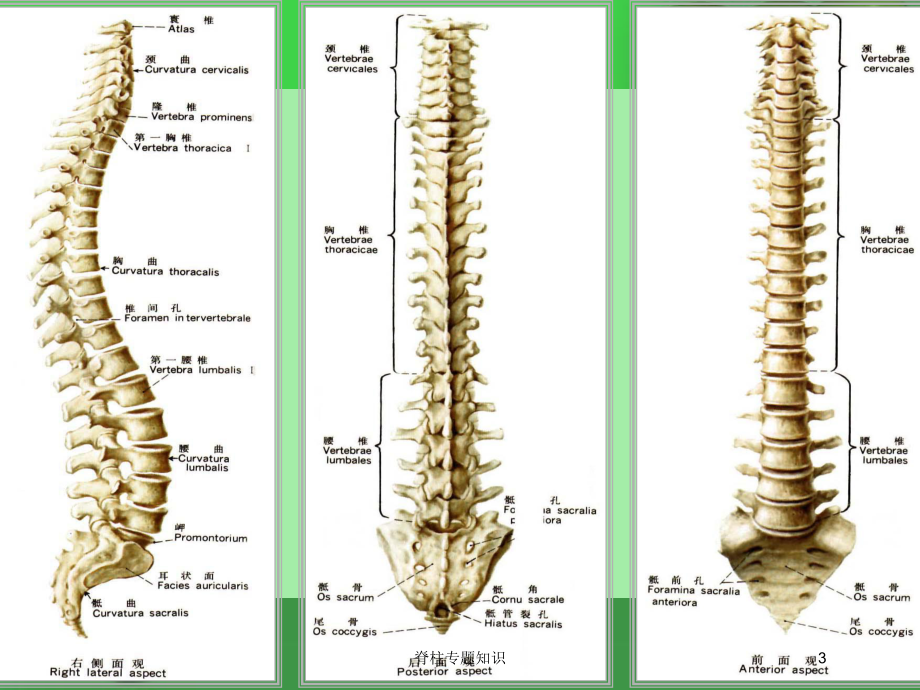 脊柱专题知识培训课件.ppt_第3页