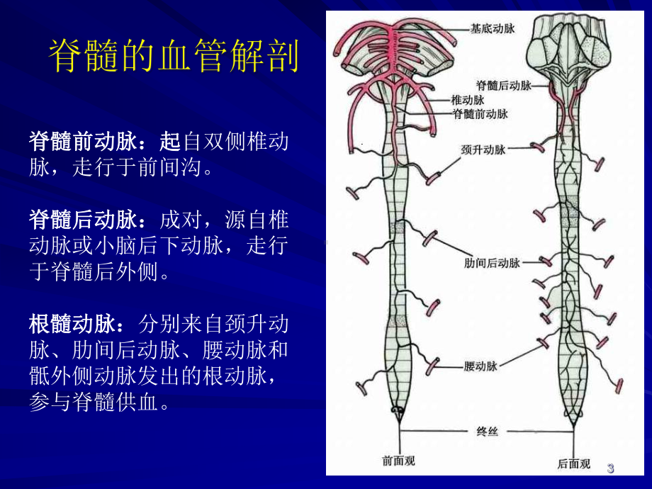 脊髓血管畸形教学课件.ppt_第3页