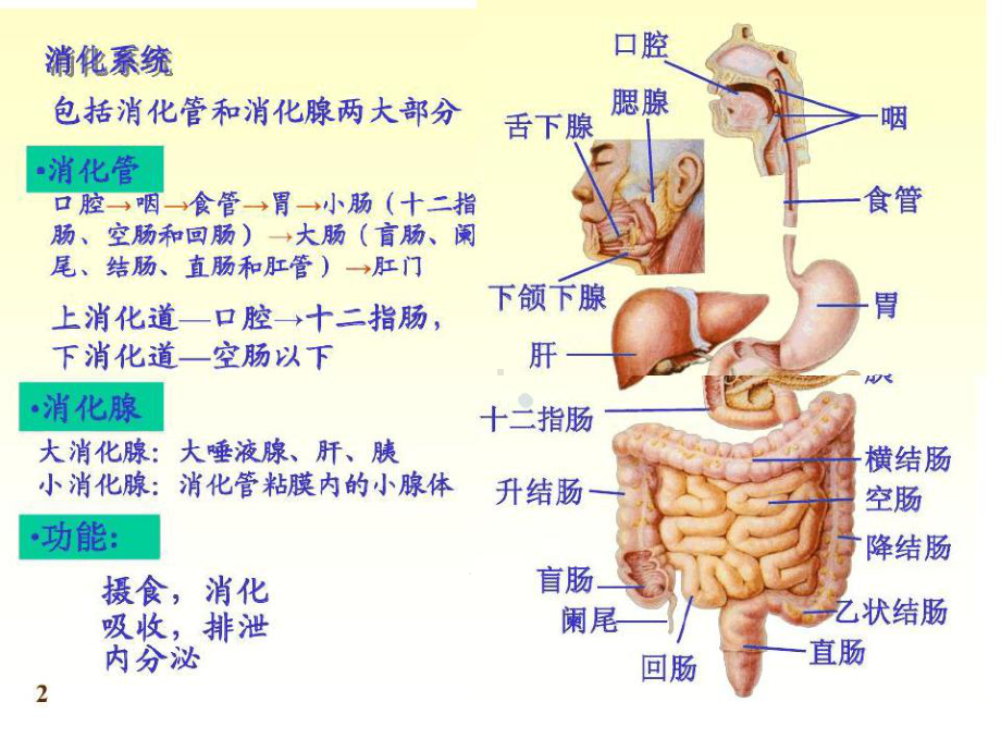 药理学五消化系统用药培训课件.ppt_第3页