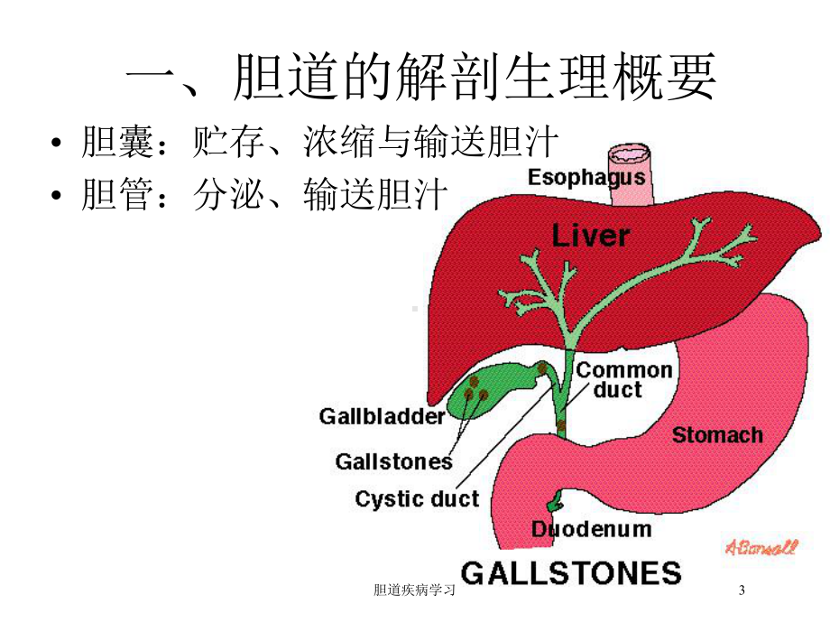 胆道疾病学习培训课件.ppt_第3页