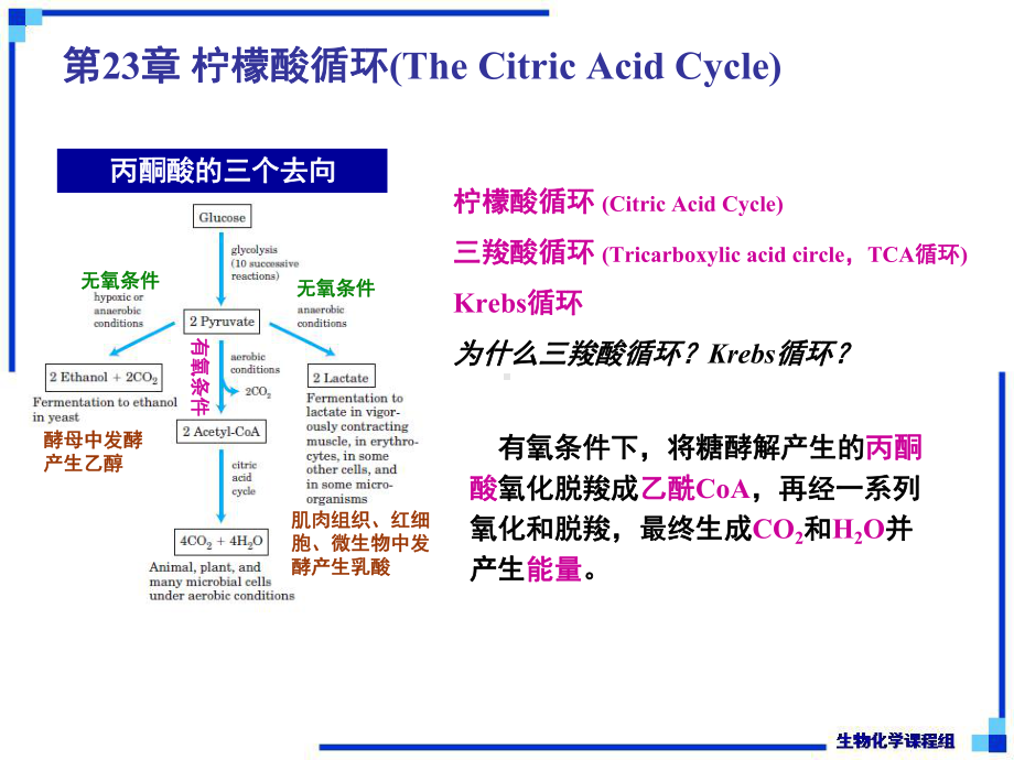 生物化学下-第23章-柠檬酸循环-课件.ppt_第2页