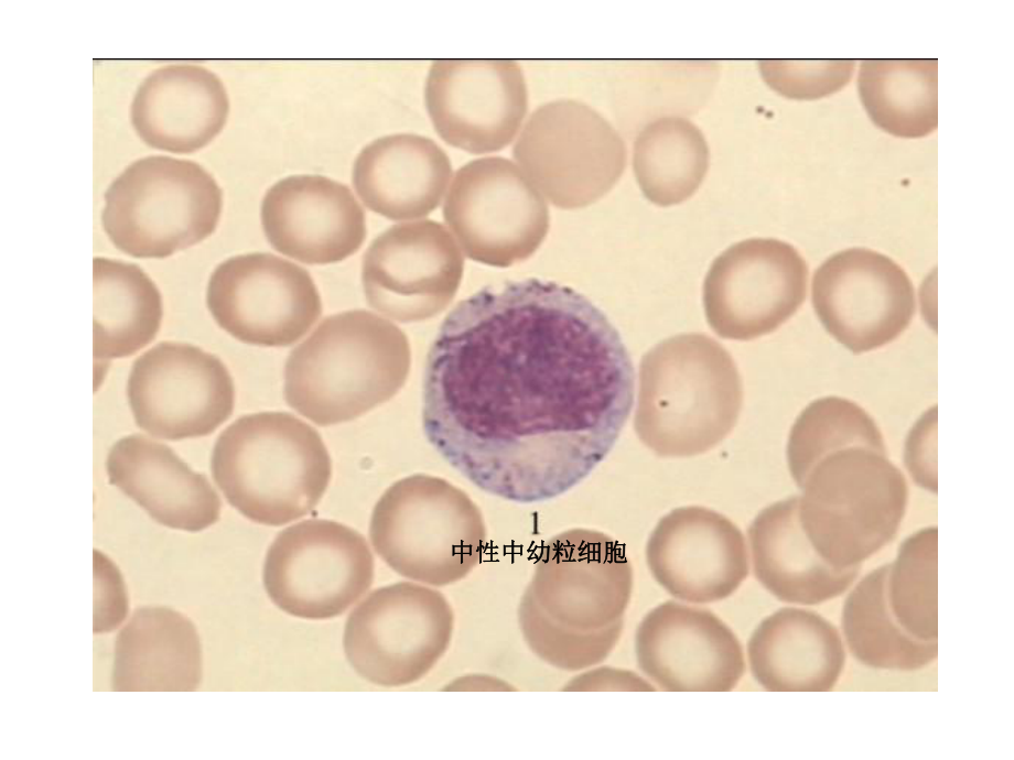 血液学细胞形态学复习-课件.ppt_第3页