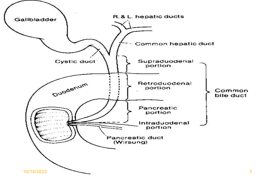 胆道疾病详解课件.ppt_第3页