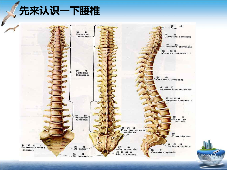 腰椎间盘突出症课件示范课件.ppt_第3页