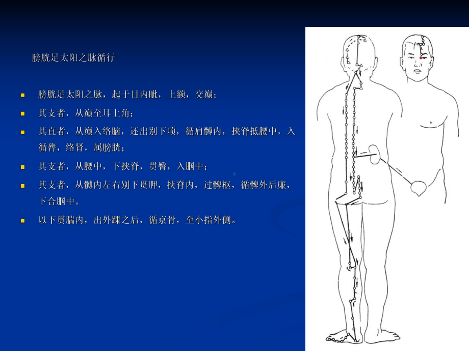 足太阳膀胱经解析课件.ppt_第3页