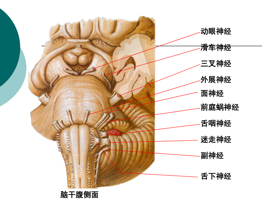 脑神经解剖定位课件.ppt_第2页