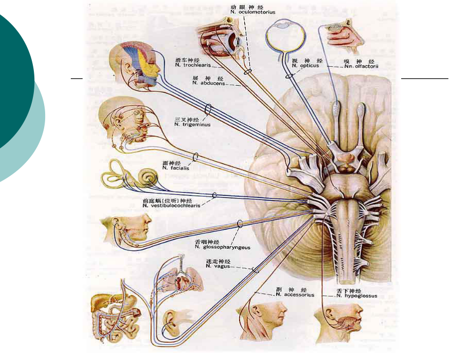 脑神经解剖定位课件.ppt_第3页
