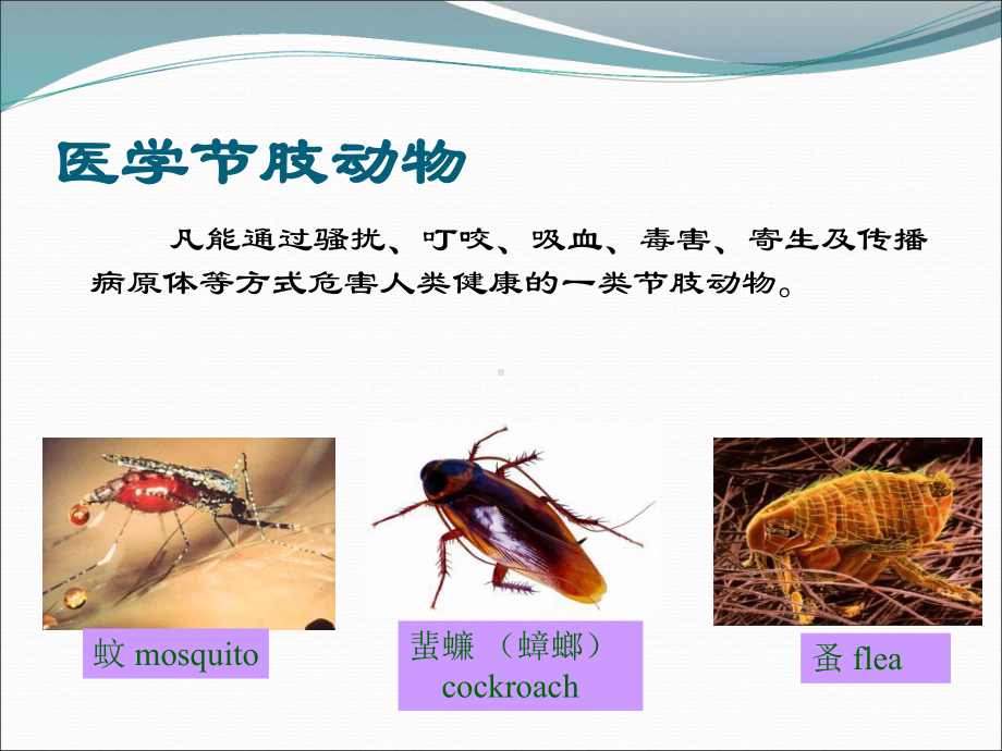 蚊类医学节肢动物的危害教学课件.ppt_第2页