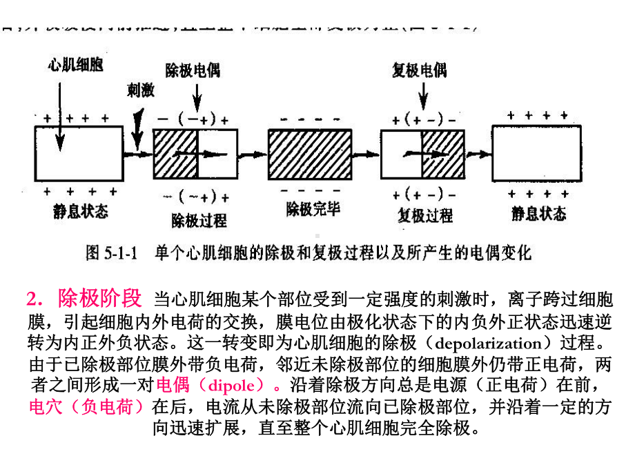 正常心电图课件34.ppt_第2页