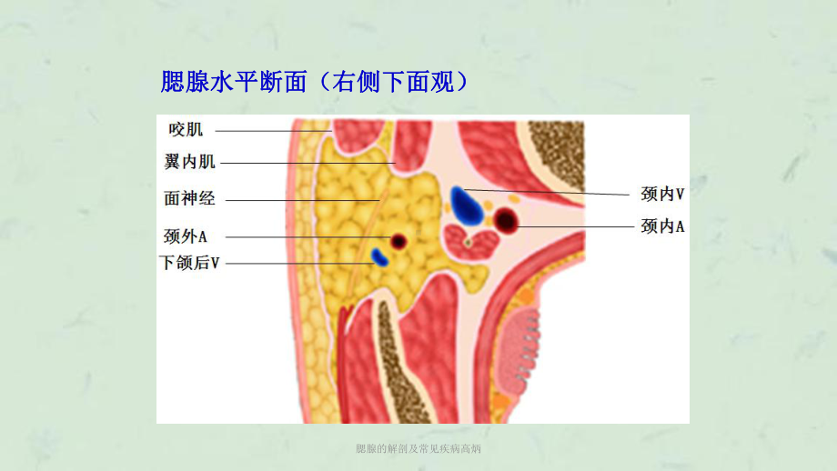 腮腺的解剖及常见疾病高炳课件.ppt_第3页