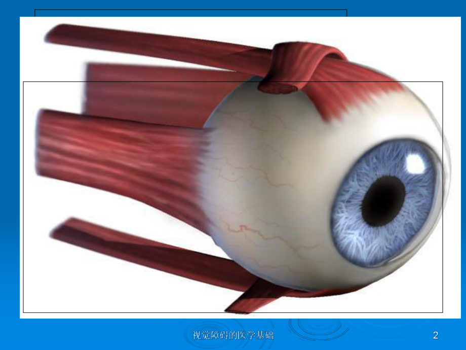 视觉障碍的医学基础课件.ppt_第2页