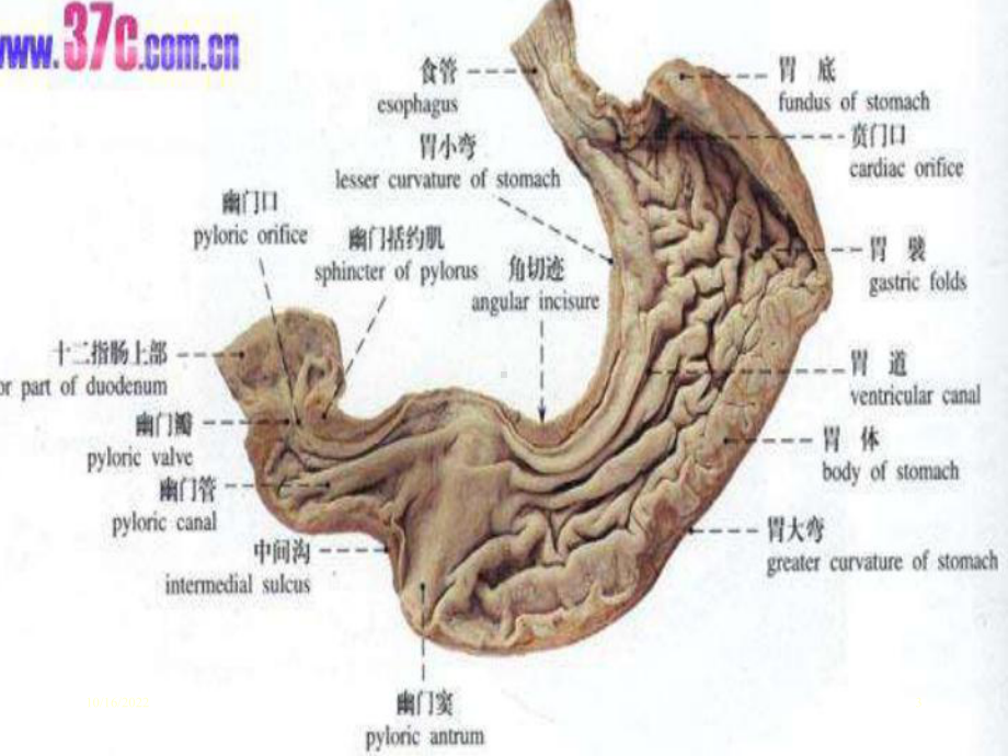 胃十二指肠溃疡病人的护理课件.ppt_第3页