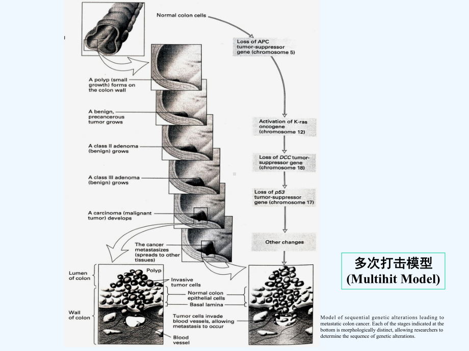 肿瘤免疫研课程班课件.pptx_第2页