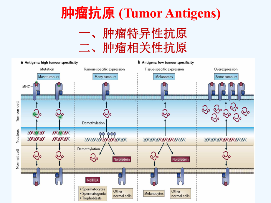 肿瘤免疫研课程班课件.pptx_第3页