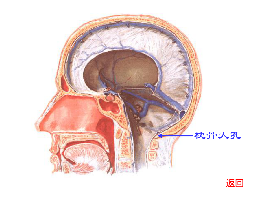 脑和脊髓的血管被膜脑脊液循环-课件.pptx_第3页