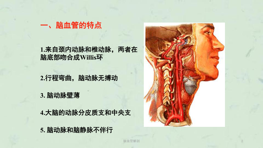 脑血管解剖课件.ppt_第2页