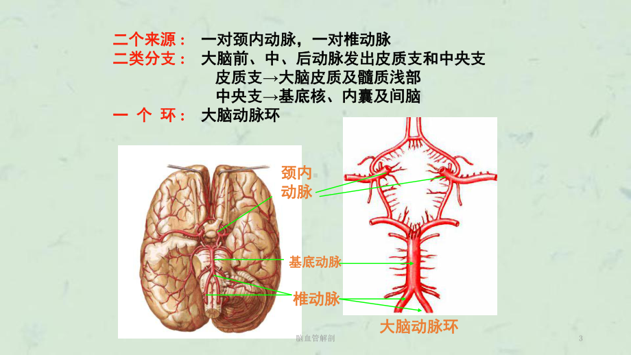 脑血管解剖课件.ppt_第3页