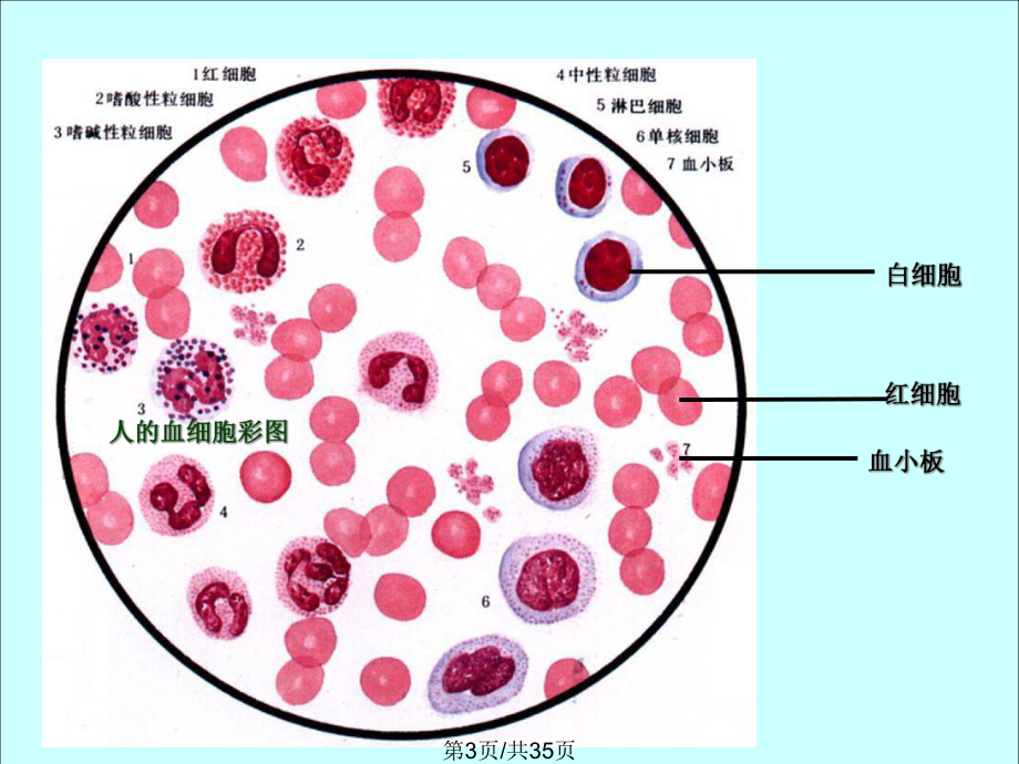 血流的管道—血管全面版课件.pptx_第3页