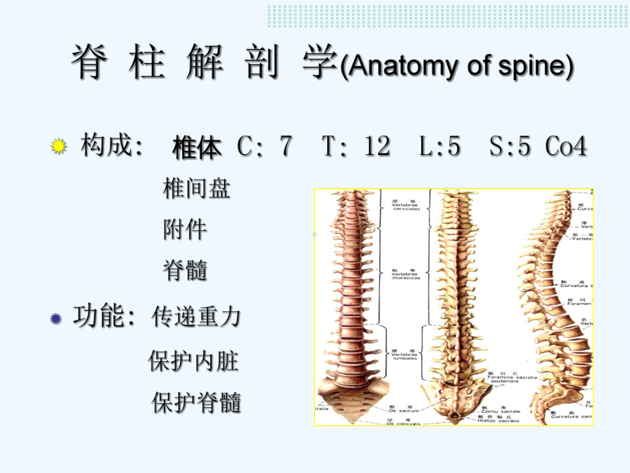 节脊柱与肢神经检查课件.ppt_第2页