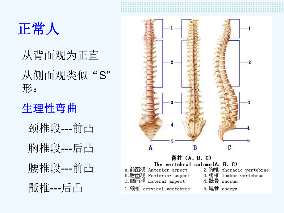 节脊柱与肢神经检查课件.ppt_第3页