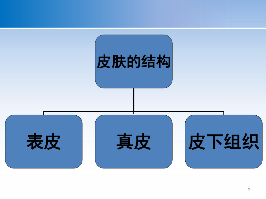 皮肤基本知识教学课件.ppt_第2页