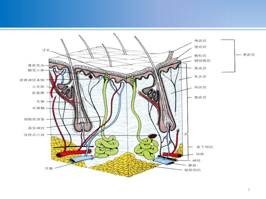 皮肤基本知识教学课件.ppt_第3页