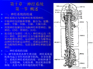 人体组织学和解剖学10神经系统课件1.ppt