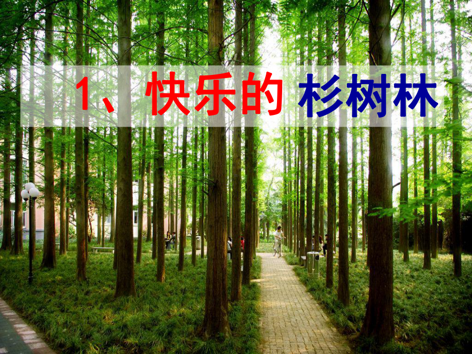 快乐的杉树林汇总课件.ppt_第1页