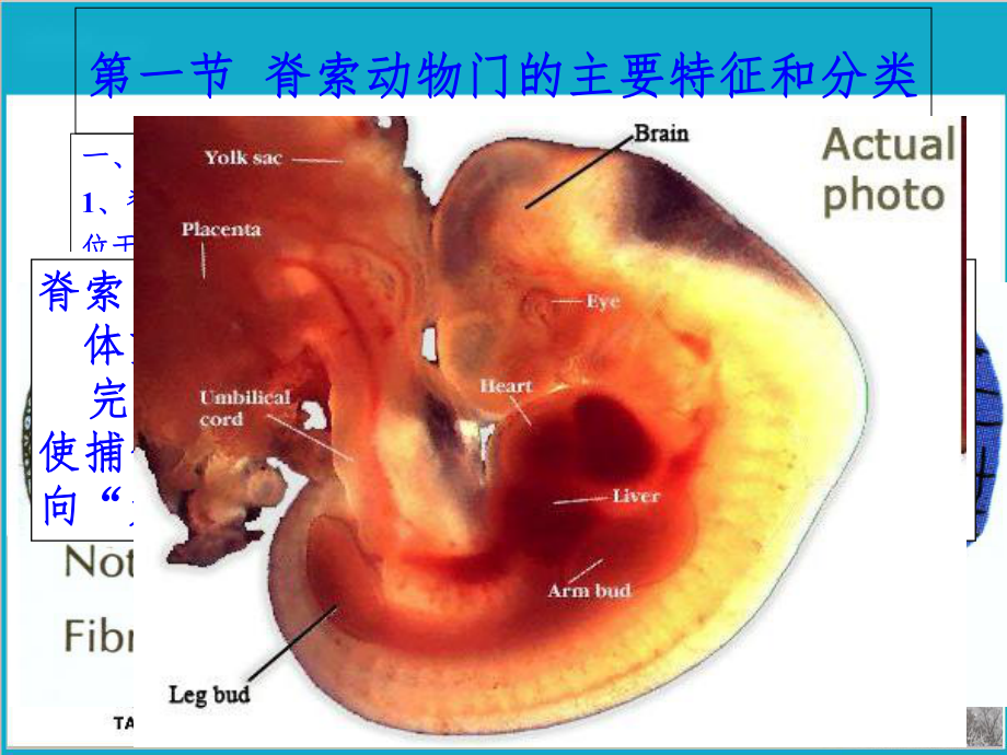 普通动物学课件第十五章脊索动物门.ppt_第3页