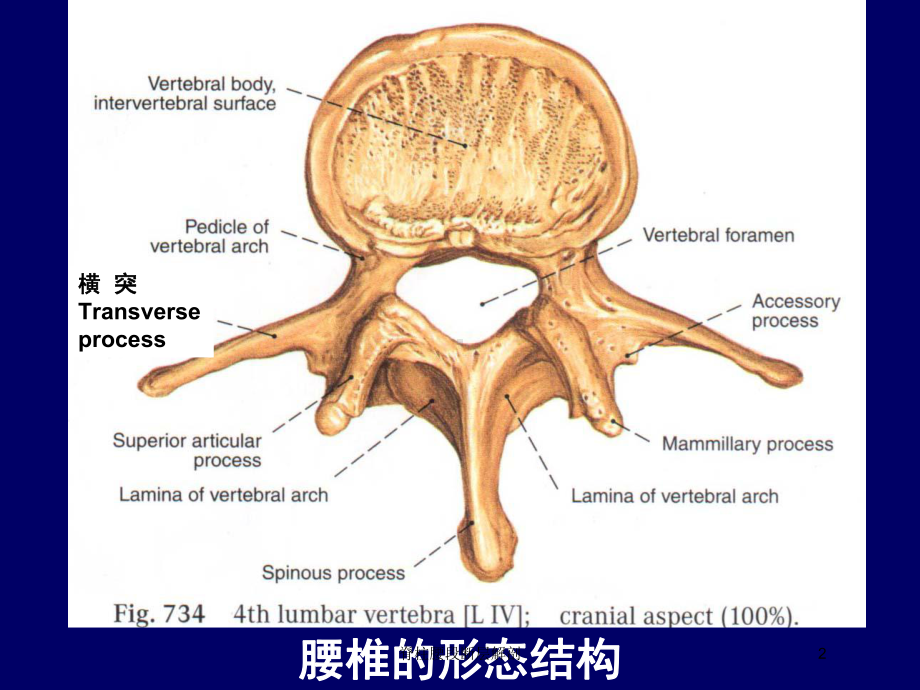 脊柱腰段断层解剖培训课件.ppt_第2页