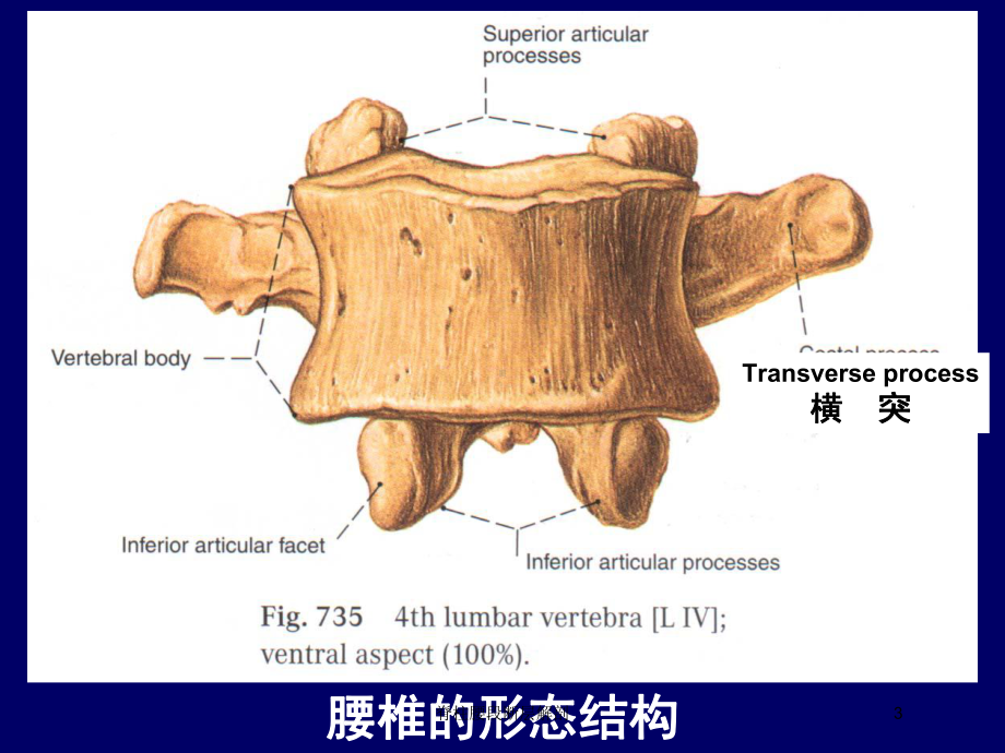 脊柱腰段断层解剖培训课件.ppt_第3页