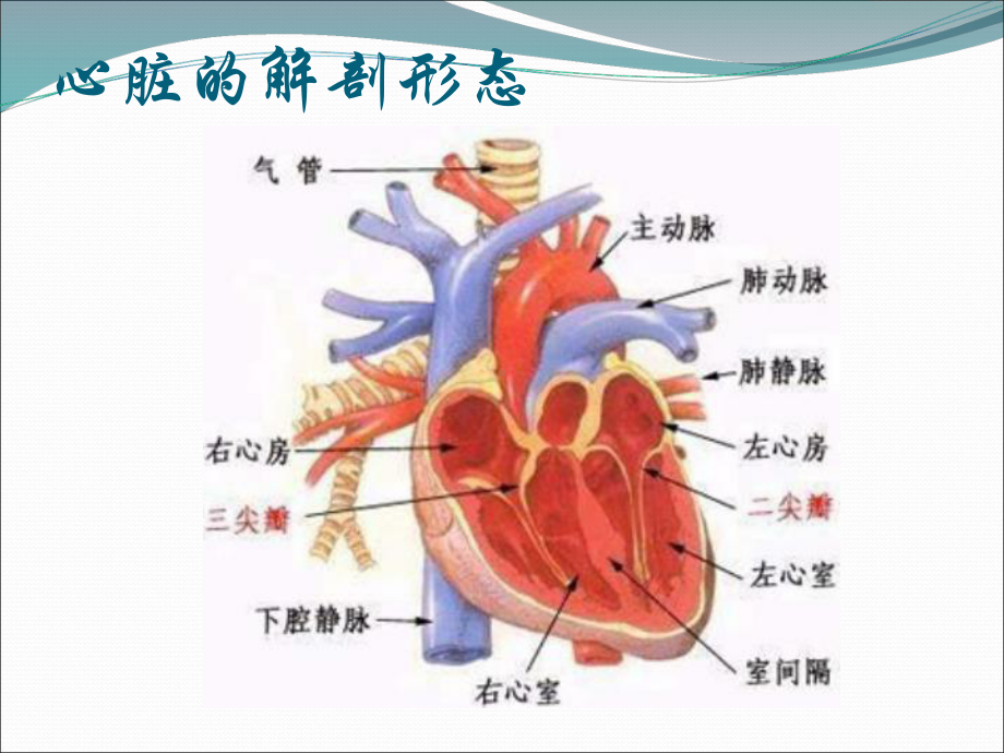 射频消融术课件.ppt_第2页