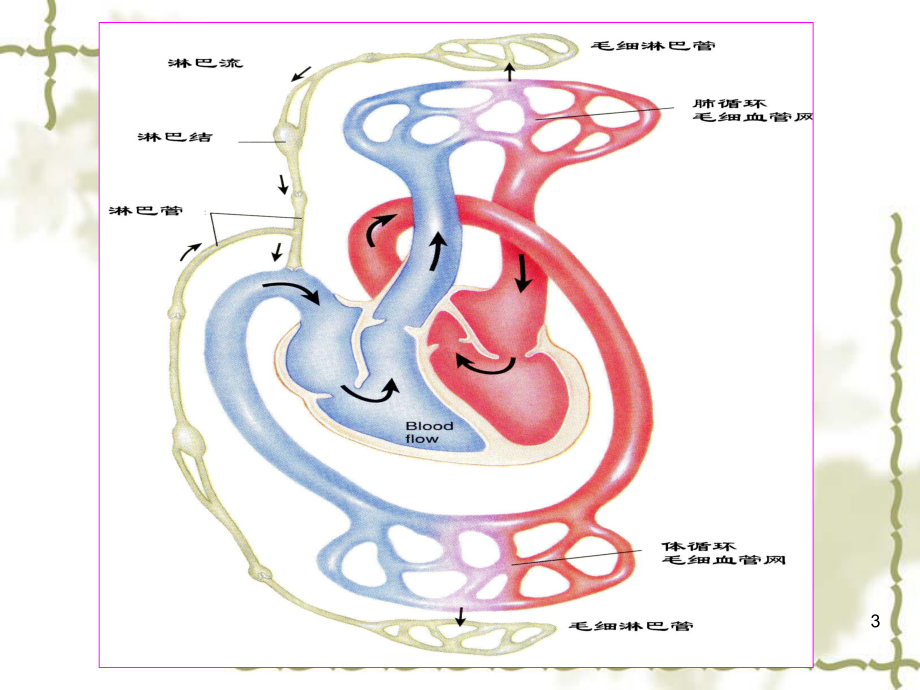 生理学血液循环大全课件.ppt_第3页