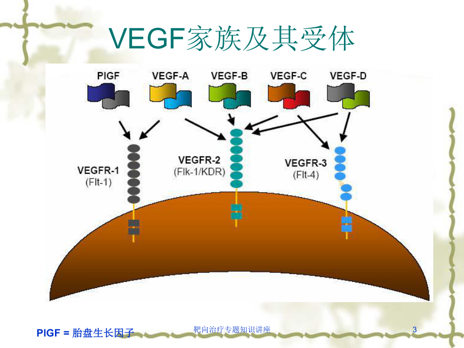 靶向治疗专题知识讲座培训课件.ppt_第3页