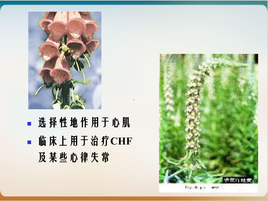 药理学课件之心力衰竭药物副本课件.ppt_第3页