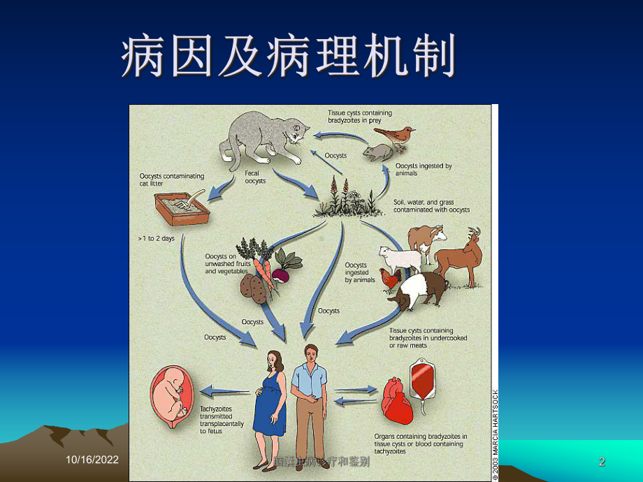 脑囊虫病诊疗和鉴别培训课件.ppt_第2页