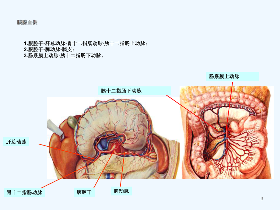 胰腺肿瘤性病变课件.ppt_第3页