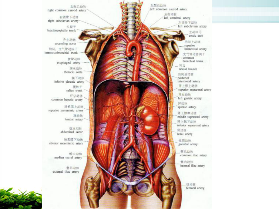 腹部血管解剖静脉动脉讲课课件.ppt_第2页