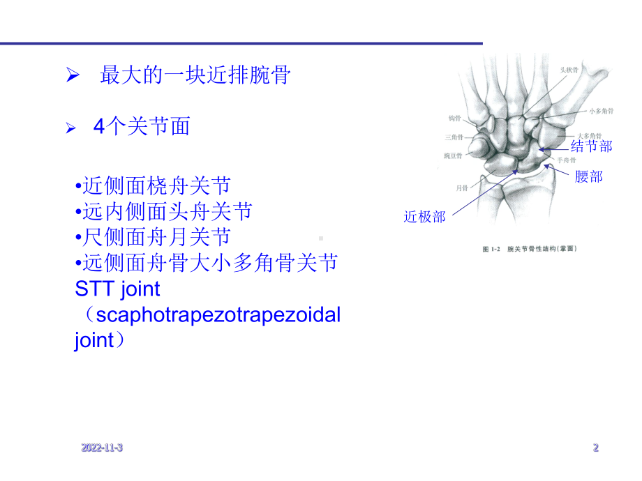 腕部舟状骨骨折学习课件.ppt_第2页