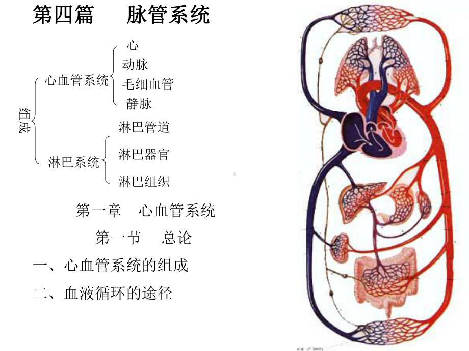 心脏及脉管系统解剖图谱课件.ppt_第1页