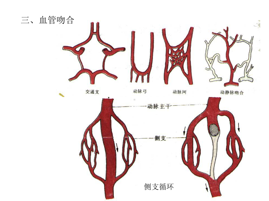 心脏及脉管系统解剖图谱课件.ppt_第2页