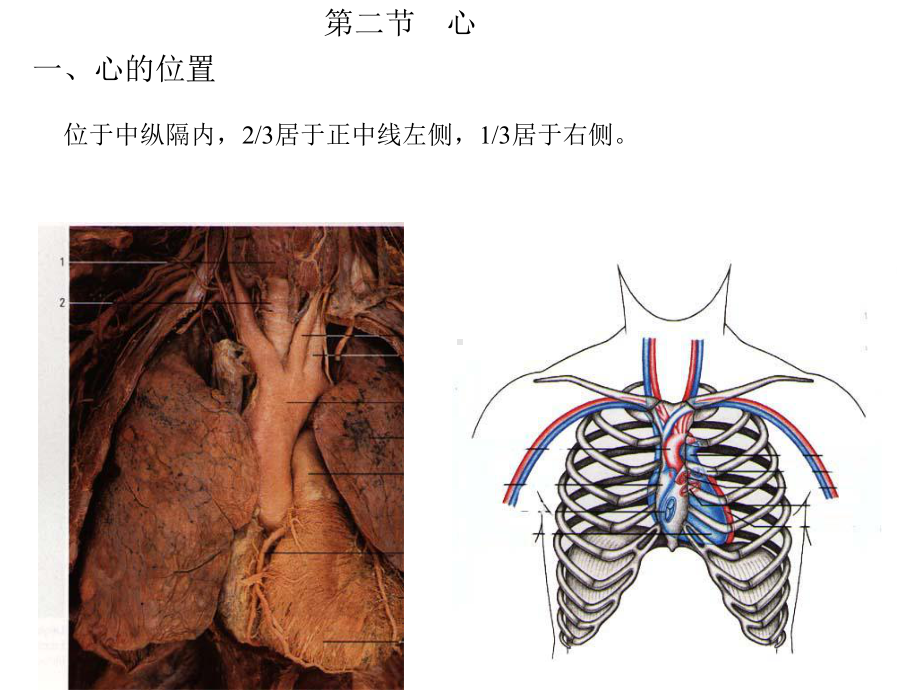 心脏及脉管系统解剖图谱课件.ppt_第3页