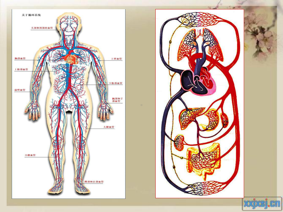 人体八大系统之循环系统概要课件.ppt_第2页