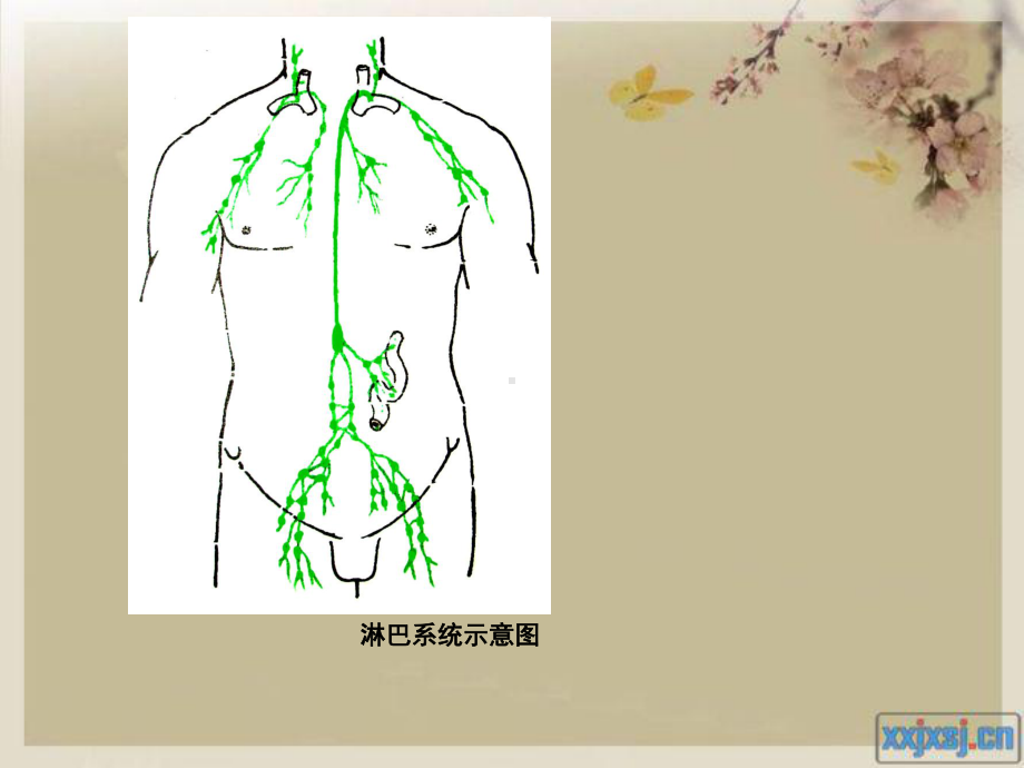 人体八大系统之循环系统概要课件.ppt_第3页