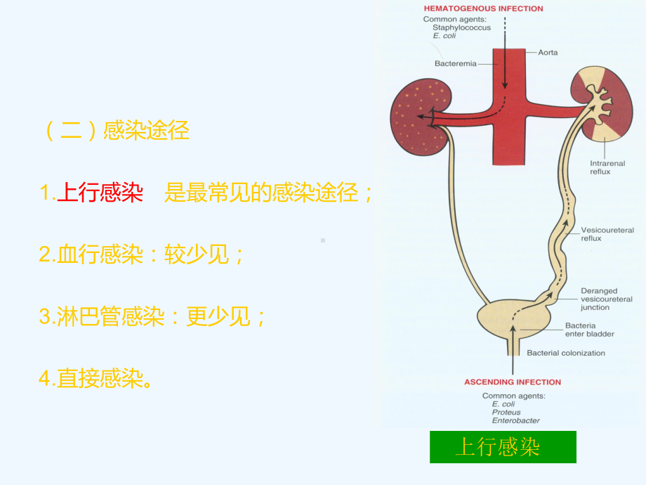 肾盂肾炎病人的护理课件.ppt_第3页