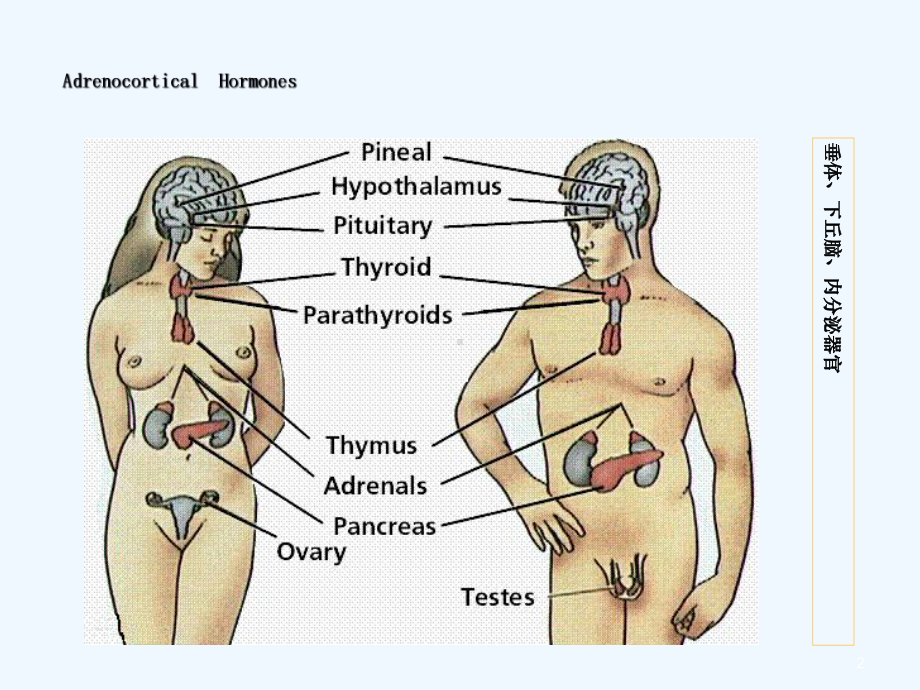 肾上腺皮质激素类药物版ym课件.ppt_第2页