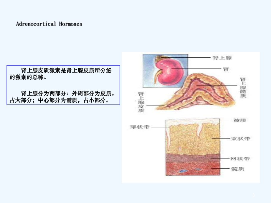 肾上腺皮质激素类药物版ym课件.ppt_第3页