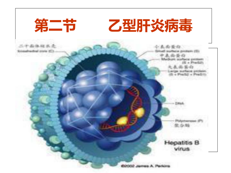 乙型肝炎病毒微生物学及检验概要课件.ppt_第1页