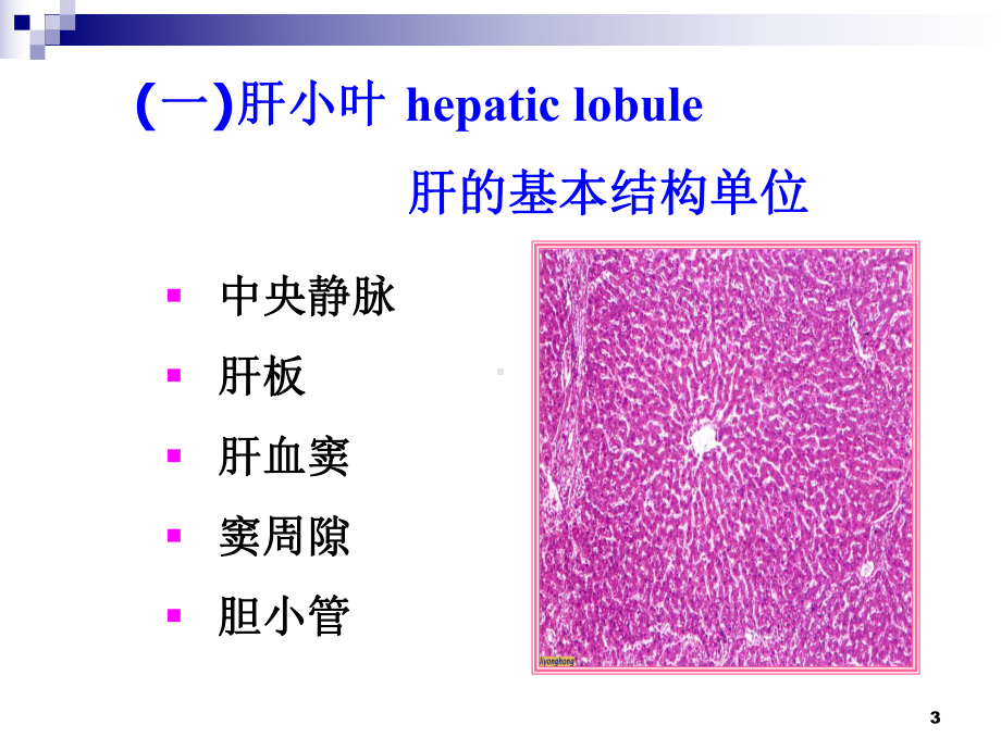 药物对肝脏的毒性作用医学课件.ppt_第3页