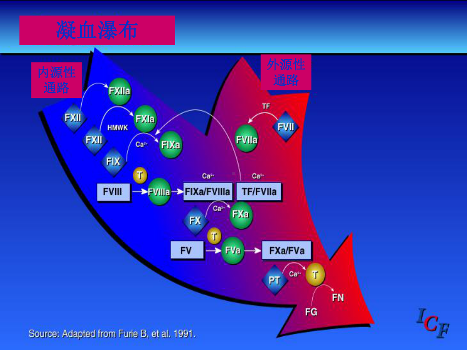 血液透析中抗凝剂的临床应用-课件.ppt_第3页